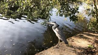 Birds looking for fish in the lake