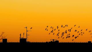 Birds at dusk are beautiful