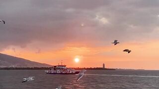 Birds and sea