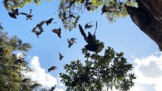 The beautiful bird is flying