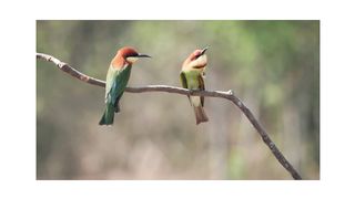 Two beautiful birds