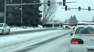 BRAVE COW WAITING FOR TRAFFIC LIGHT TO PASS #animal #funny #subscribe #follow.