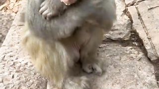 Funny monkey????????