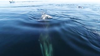 A pod of fin whales off the coast of canada