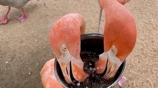 Dinner time with the flamingo crew!