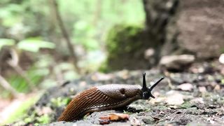Natur 6