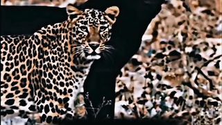 My tiktok vedio 103