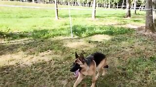 A Dog's Playtime with a Horse!