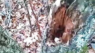Stoat hiding in its nest