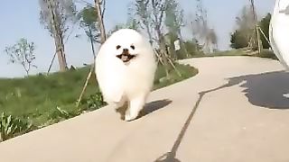 dog helping a friend