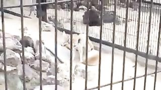 Fennec fox relaxing in a cage