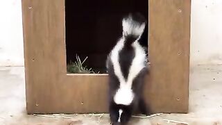 baby skunk out of hole