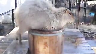Capybara taking a bath