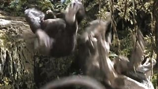 Kong Vs TiRex 3