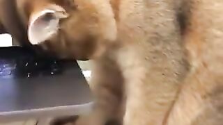 The cat that waited for its owner until he fell asleep