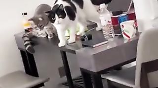 The cat whose mischief was discovered by the owner