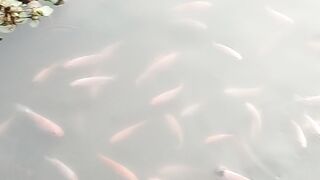 cultivation of goldfish and tilapia