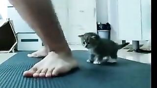 Kitten stopping owner to squat
