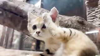 Relaxing sand cat