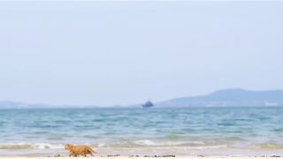 Kucing Gemoy 3
