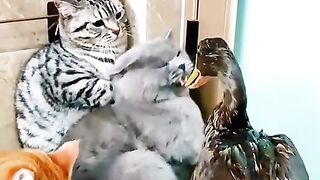Duck distrubs the Cat ????