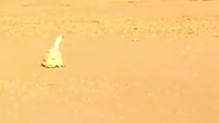 Hawk attacking a poor Duck