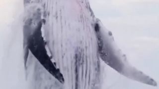 when the orcas appear