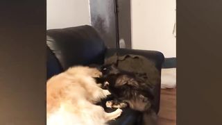 I'm the boss here! ???? A compilation of funny cats and dogs for a good mood!