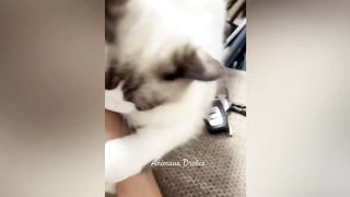 Essayer De Ne Pas Rire ???? Meilleurs Chats et Chiens Drôles ???????? 12