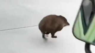 pigs enter the highway and run race with cars