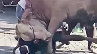 this guy almost died when he wanted to cut up a raging cow