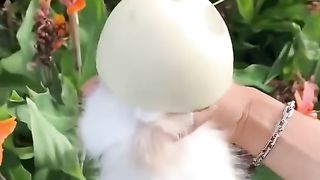 Funny cat 165