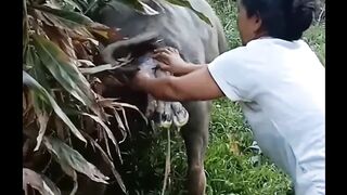helping cows that are giving birth