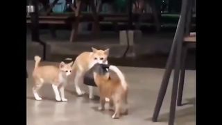 Random cat????