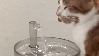 cute cat behavior 3