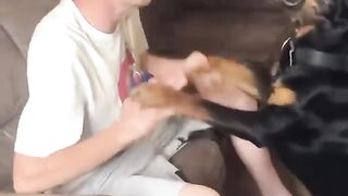 Angry Rottweiler Doesn't Want To Cut His Nails