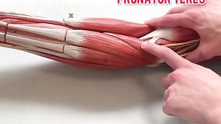 Muscles F FA...