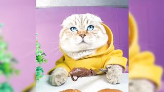 funny video 228