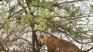 Cool bummer!!!  Tiger falls from a tree while chasing a monkey (India - Corbett)