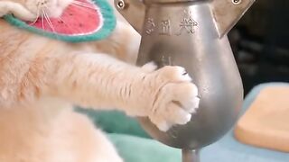 cat funny asue 4