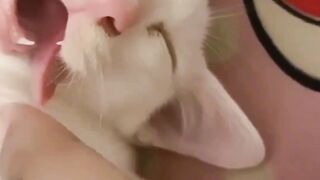 CuteCat #1