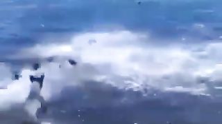 Dogs fishing