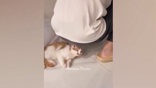 You laugh you lose / funny cat behavior