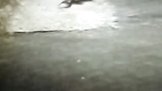 rare occurrence,,!! mating cobras at night on the highway