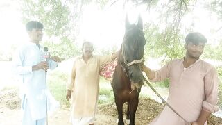 horse riadr