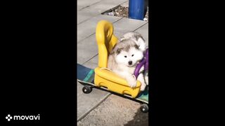 Cute baby animal and funny.
