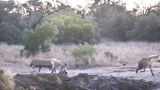Animals in fight