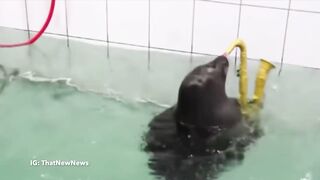seal plays the sax