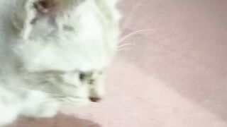 Little cat 3