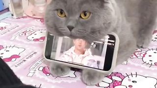 Funny cat and phone